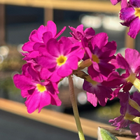 Primula denticulata 'Rubin'
